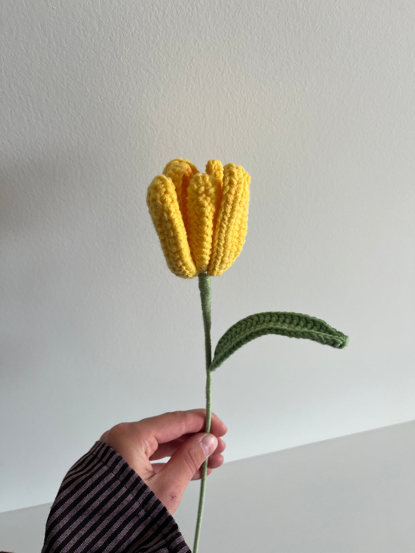 Tulp