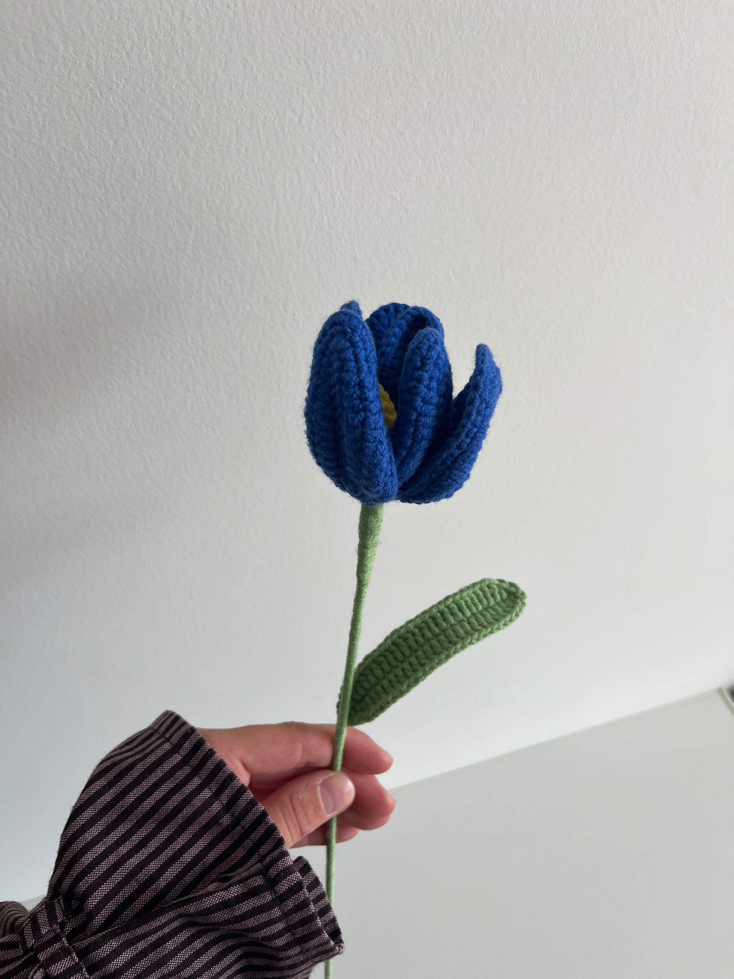 Tulp