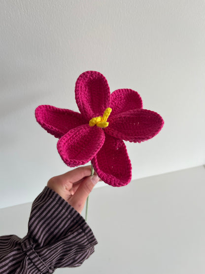 Tulp