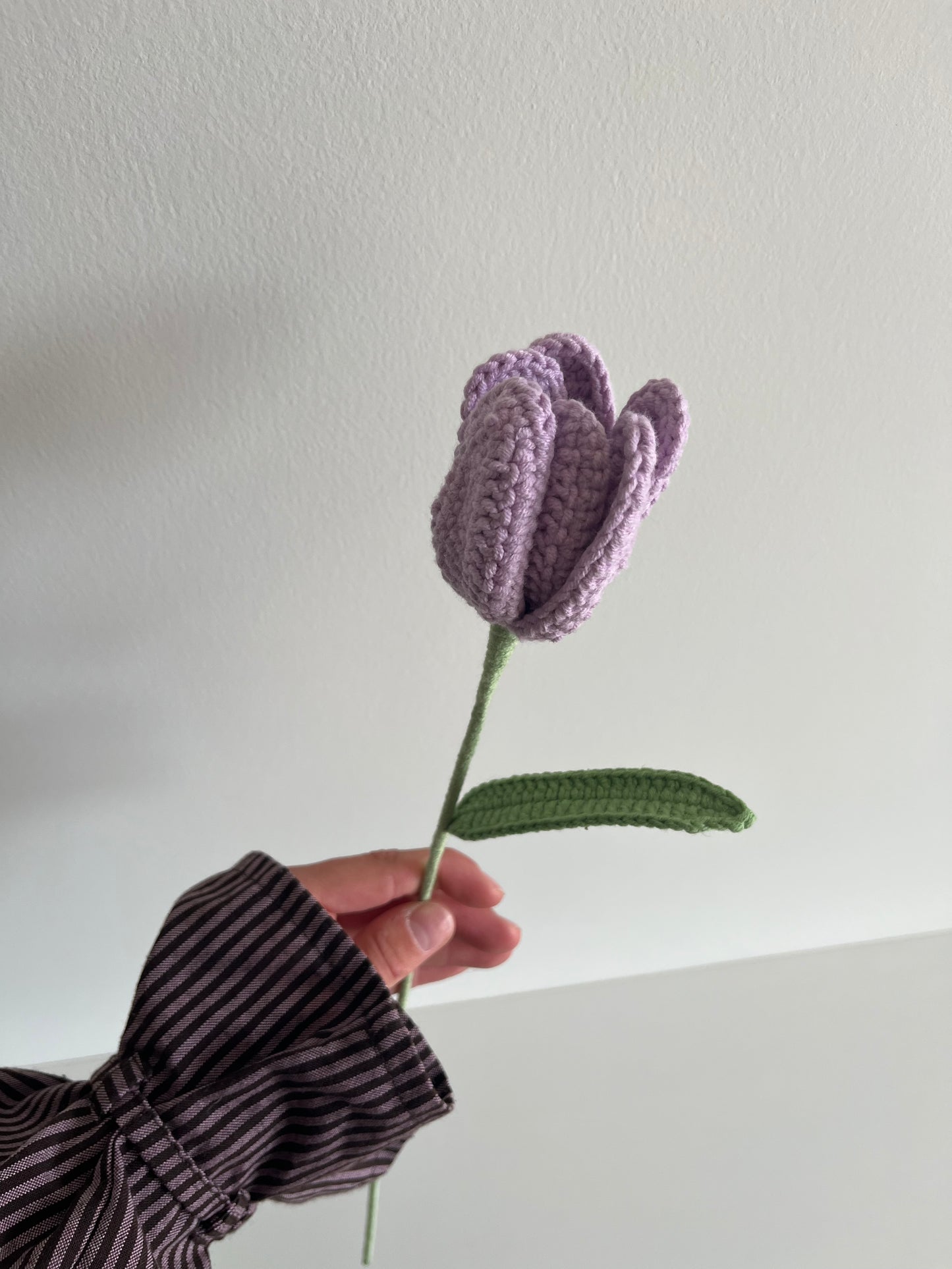 Tulp