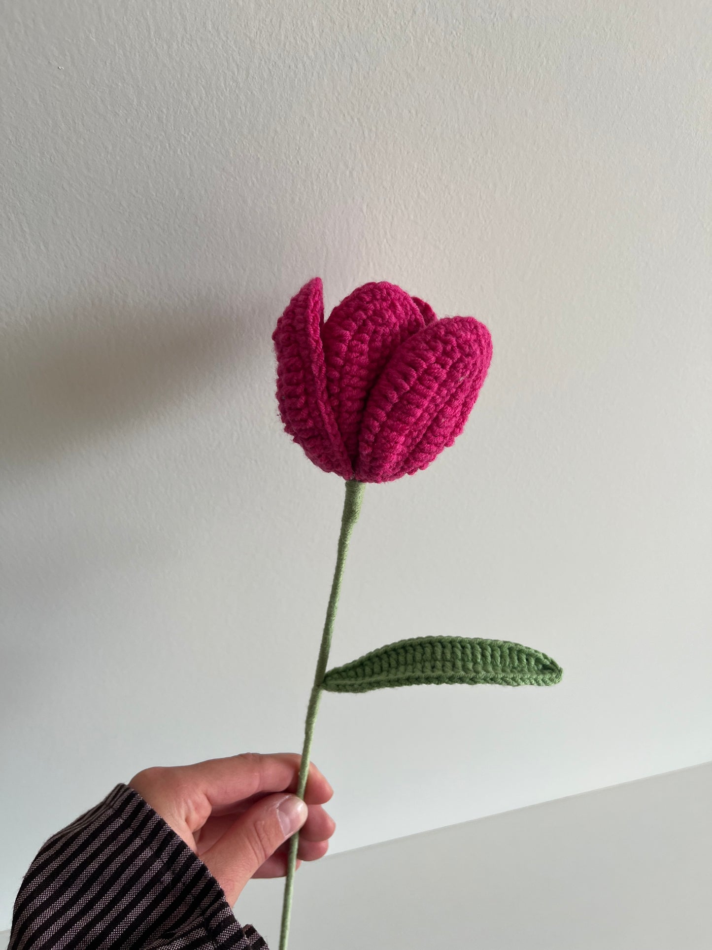 Tulp