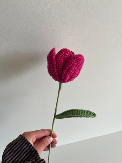 Tulp