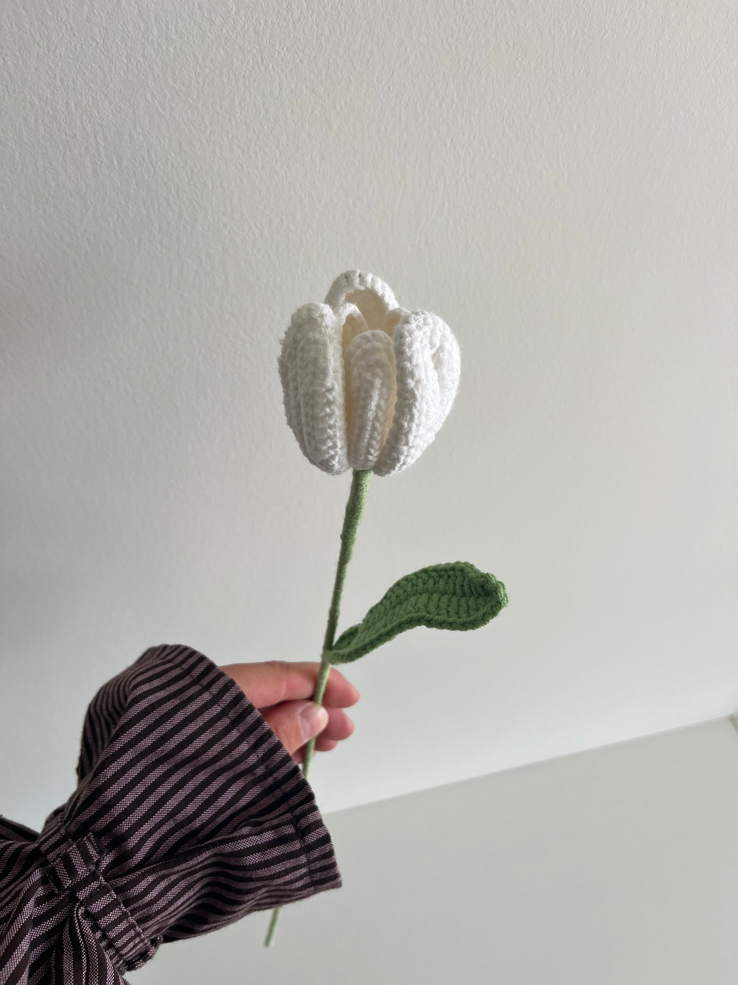Tulp