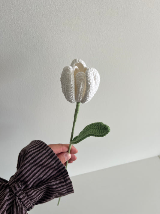Tulp