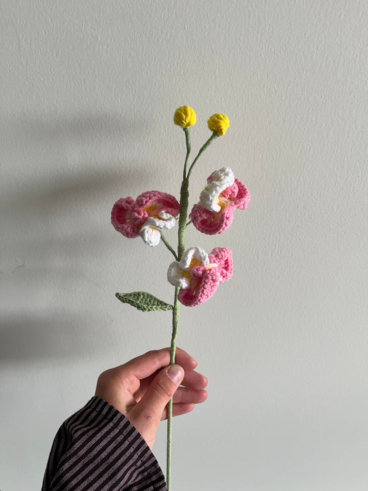 Vlinderorchidee