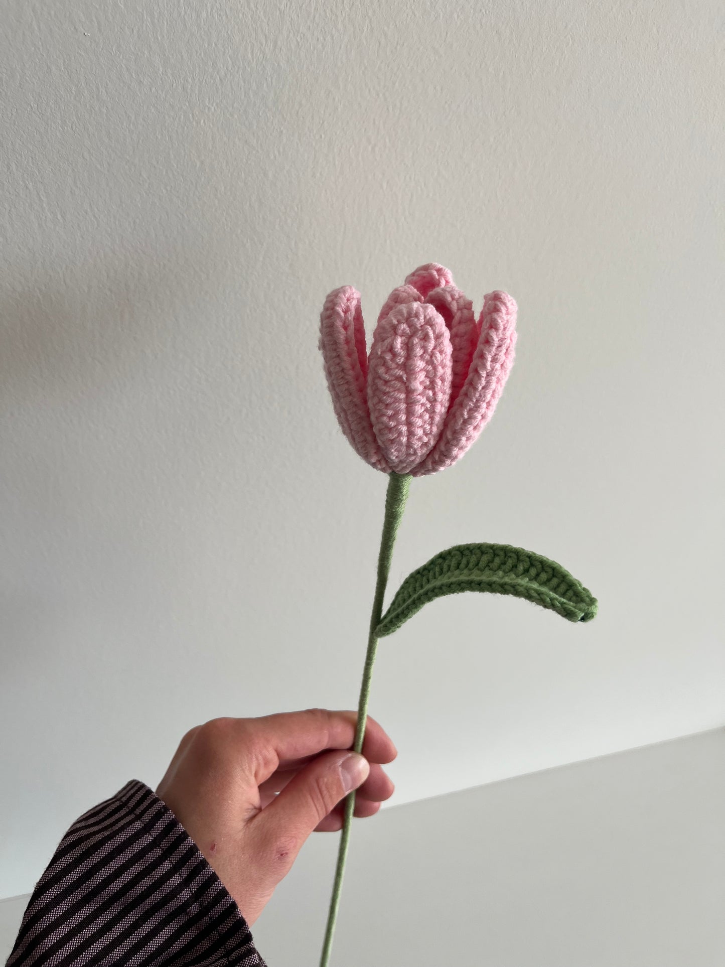 Tulp