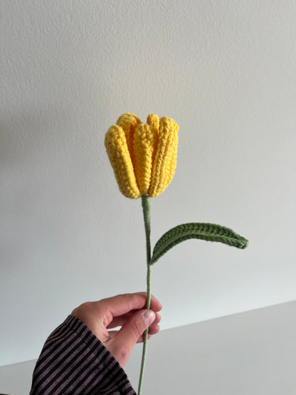 Tulp